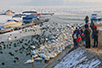 Лабудови на залеђеном Дунаву у Земуну (Фото: Јосип Шарић)